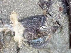 Cebidichthys violaceus