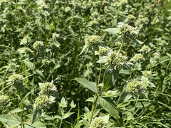 Pycnanthemum setosum