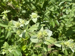 Pycnanthemum setosum