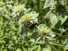 Pycnanthemum setosum