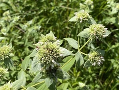 Pycnanthemum setosum