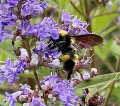 Bombus sonorus