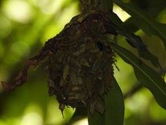 Calligaster himalayensis