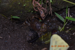 Parathelphusa convexa