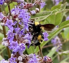 Bombus sonorus