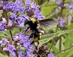 Bombus sonorus