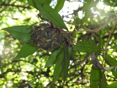 Calligaster himalayensis