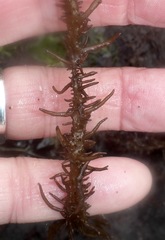 Cumagloia andersonii