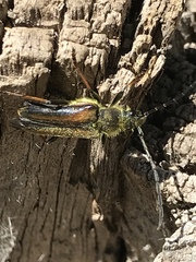 Lepturobosca nigrolineata