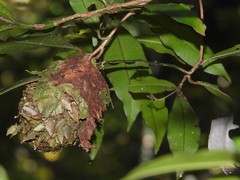 Calligaster himalayensis