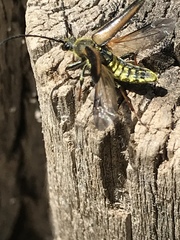 Lepturobosca nigrolineata