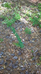 Lespedeza stuevei