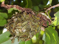 Calligaster himalayensis