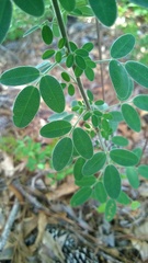 Lespedeza stuevei