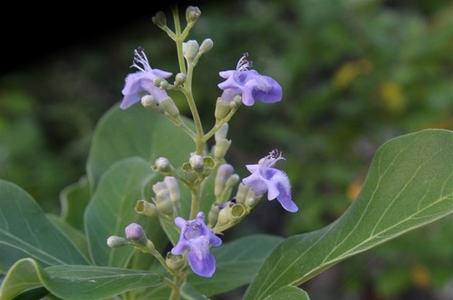 Vitex trifolia