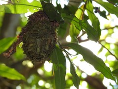 Calligaster himalayensis