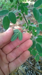 Lespedeza stuevei