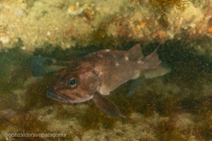 Sebastes oculatus