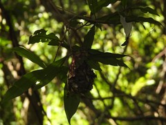 Calligaster himalayensis