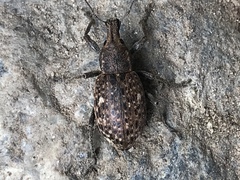 Trichalophus alternatus