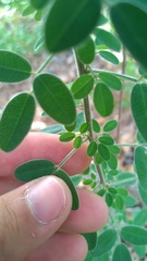 Lespedeza stuevei