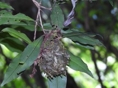 Calligaster himalayensis