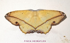 Patalene