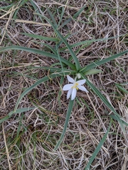Leucocrinum montanum