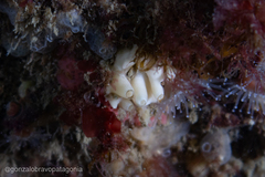Calcarea