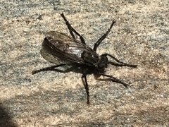 Lasiopogon aldrichii