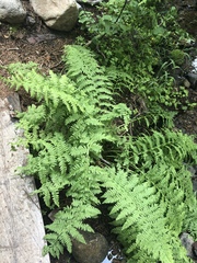 Athyrium distentifolium