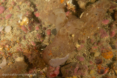 Ascidiella aspersa