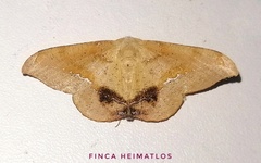 Patalene asychisaria