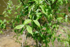 Thyrsanthella difformis