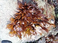 Mazzaella laminarioides