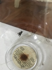 Tabanus trimaculatus