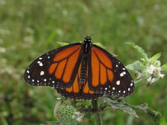Danaus plexippus nigrippus