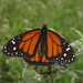 Mariposa Monarca Ecuatoriana - Photo (c) Lepidoptera Colombiana, algunos derechos reservados (CC BY-NC), subido por Lepidoptera Colombiana