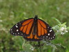 Southern Monarch - Photo (c) Lepidoptera Colombiana 🇨🇴, some rights reserved (CC BY-NC), uploaded by Lepidoptera Colombiana 🇨🇴