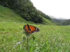 Danaus plexippus nigrippus