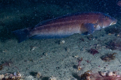 Pinguipes brasilianus