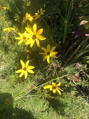 Coreopsis pulchra