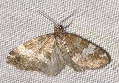 Perizoma alchemillata