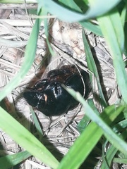 Dichotomius carolinus