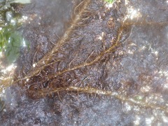 Cumagloia andersonii