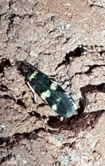 Oegoconia deauratella