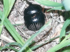 Dichotomius carolinus