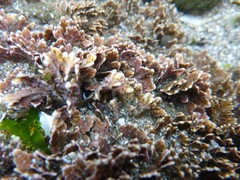 Clathromorphum parcum