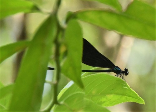 Calopteryx image