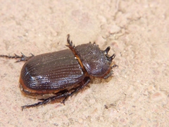 Hemiphileurus illatus